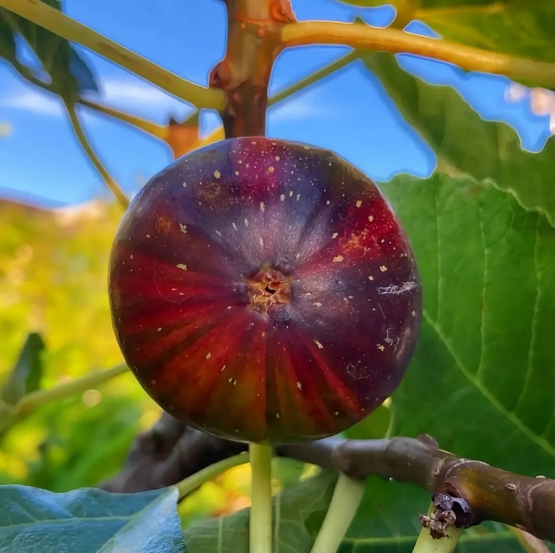 Rainbow Fig Tree BNR with striped yellow-green to purple-red fruit