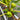 Rainbow Fig Tree BNR with striped yellow-green to purple-red fruit