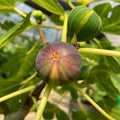 BNR Rainbow fig tree in full sun with multiple fruits per node