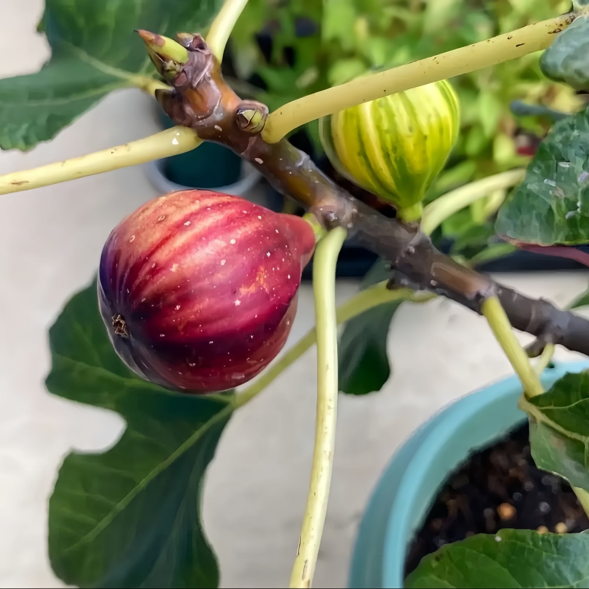 BNR Rainbow fig tree in full sun with multiple fruits per node
