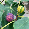 BNR Rainbow fig tree in full sun with multiple fruits per node