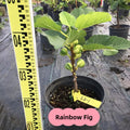 BNR Rainbow fig tree in full sun with multiple fruits per node
