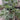 Red Dwarf Fig Tree with bright red conical fruits and glossy striped skin