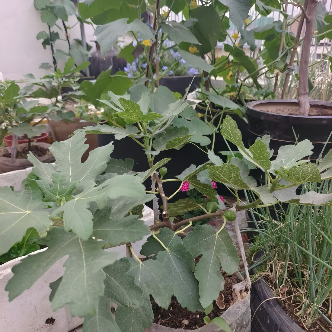 Red Dwarf Fig Tree with bright red conical fruits and glossy striped skin