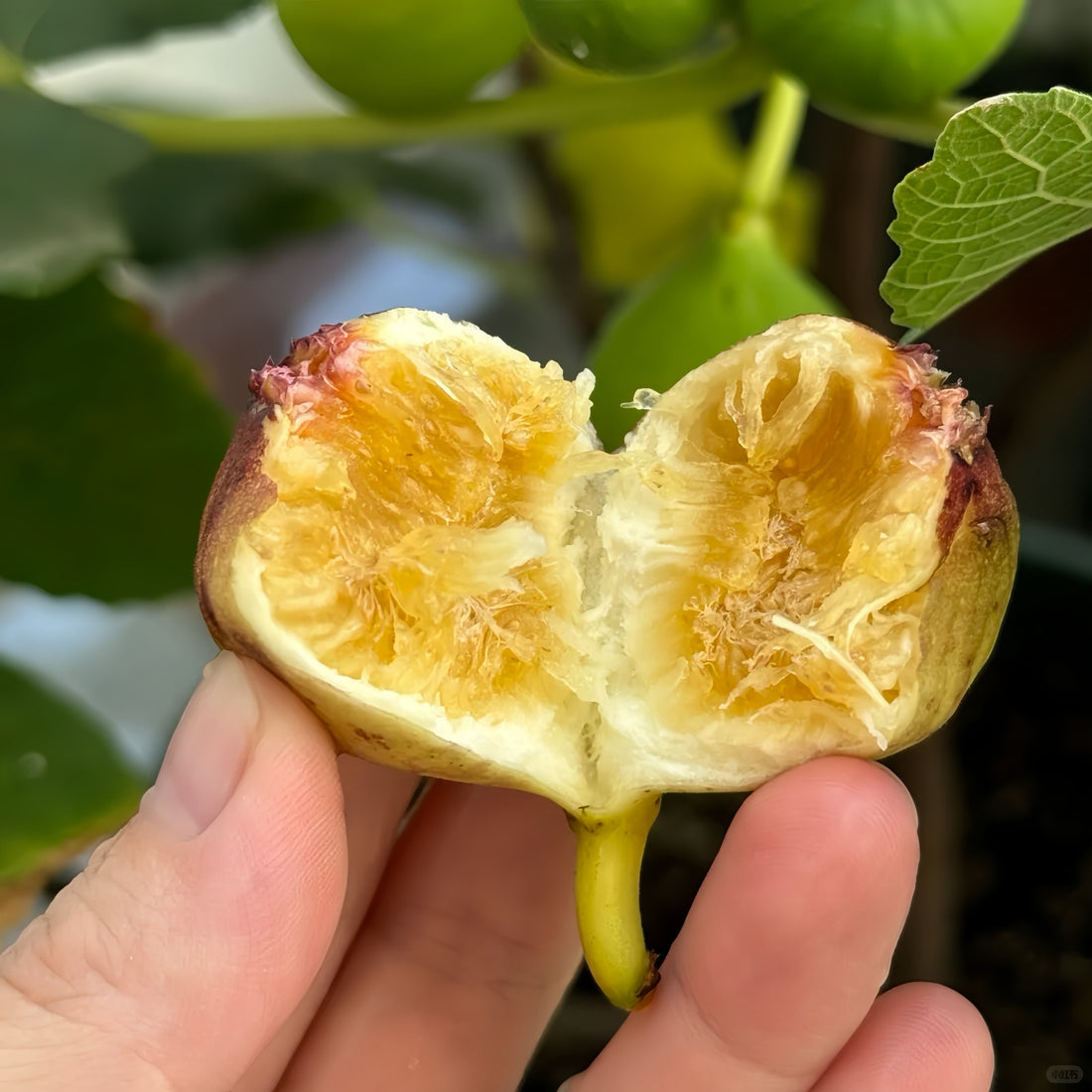 Red Dwarf Fig Tree with bright red conical fruits and glossy striped skin