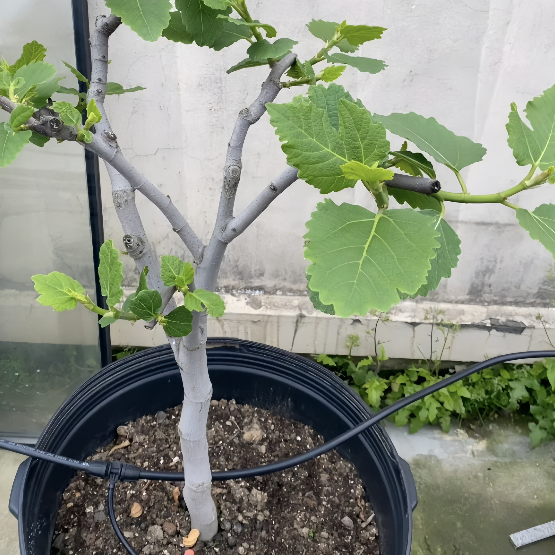 Ripe Red Dwarf figs hanging from short branches in full sunlight