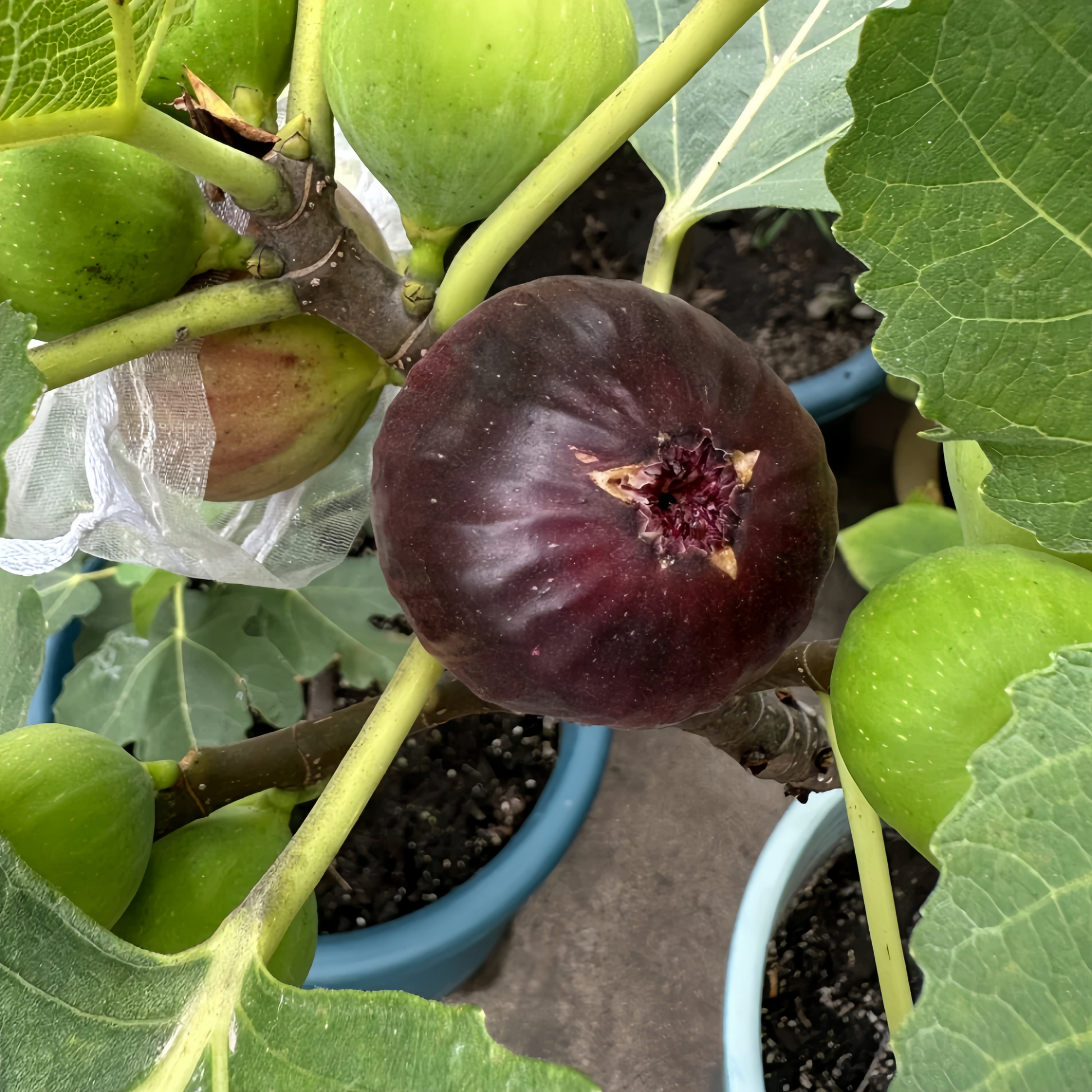 Ripe Red Dwarf figs hanging from short branches in full sunlight