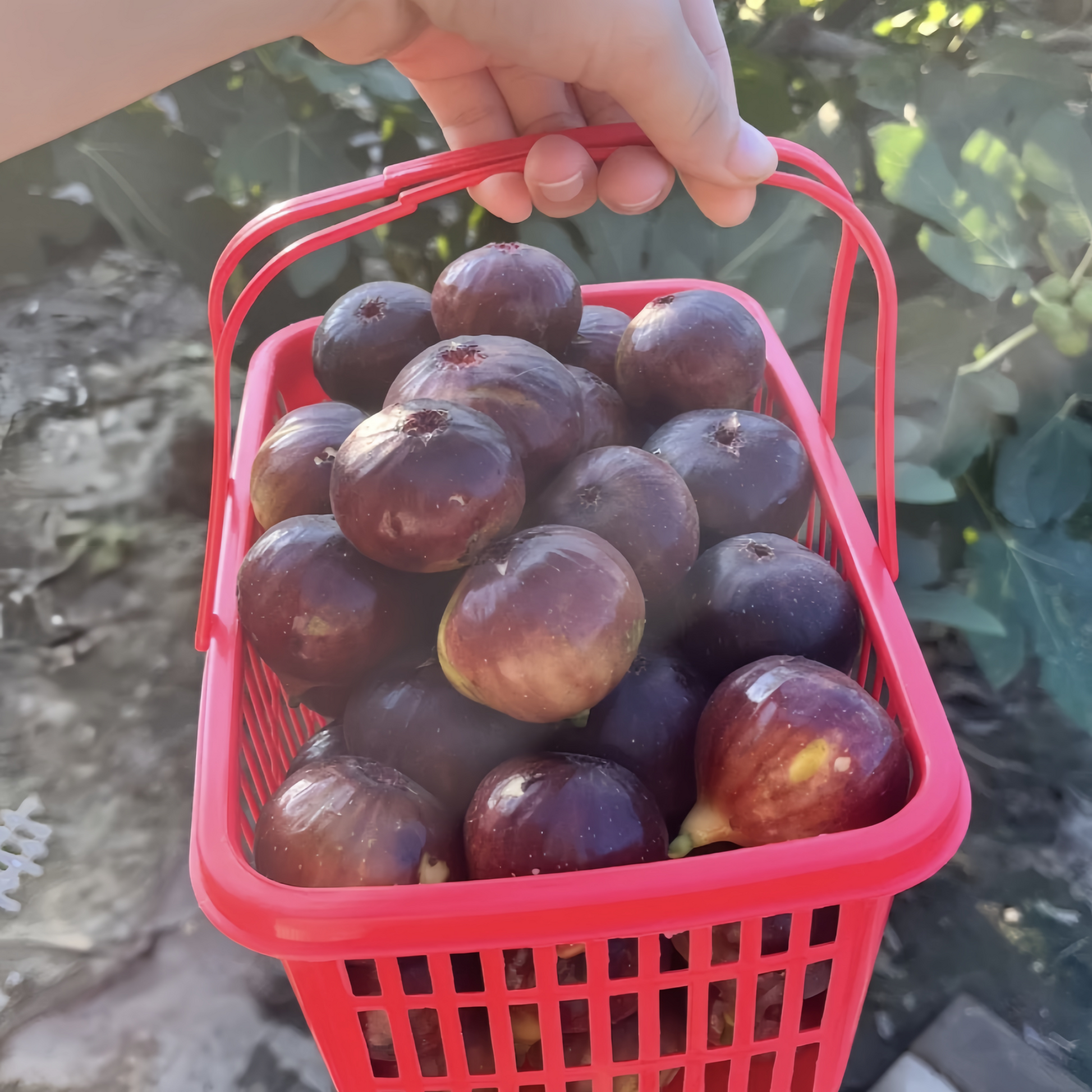 Ripe Red Dwarf figs hanging from short branches in full sunlight