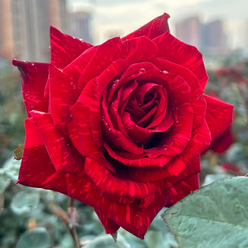 Red Intuition Rose