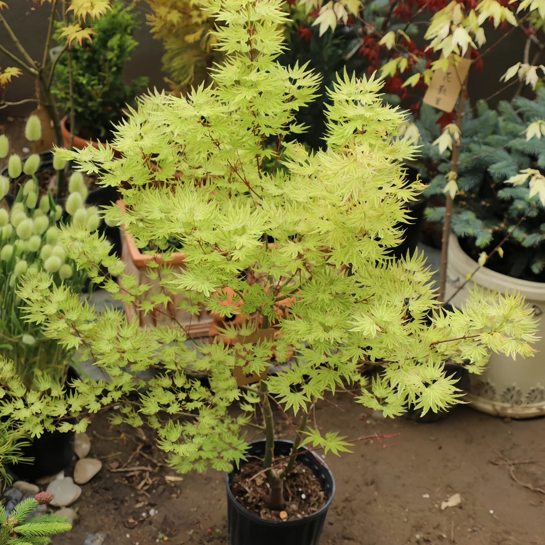 Ri Li Mountain Japanese Maple