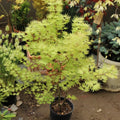 Ri Li Mountain Japanese Maple