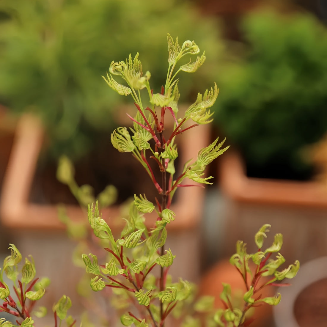 Ri Li Mountain Japanese Maple