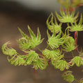 Ri Li Mountain Japanese Maple