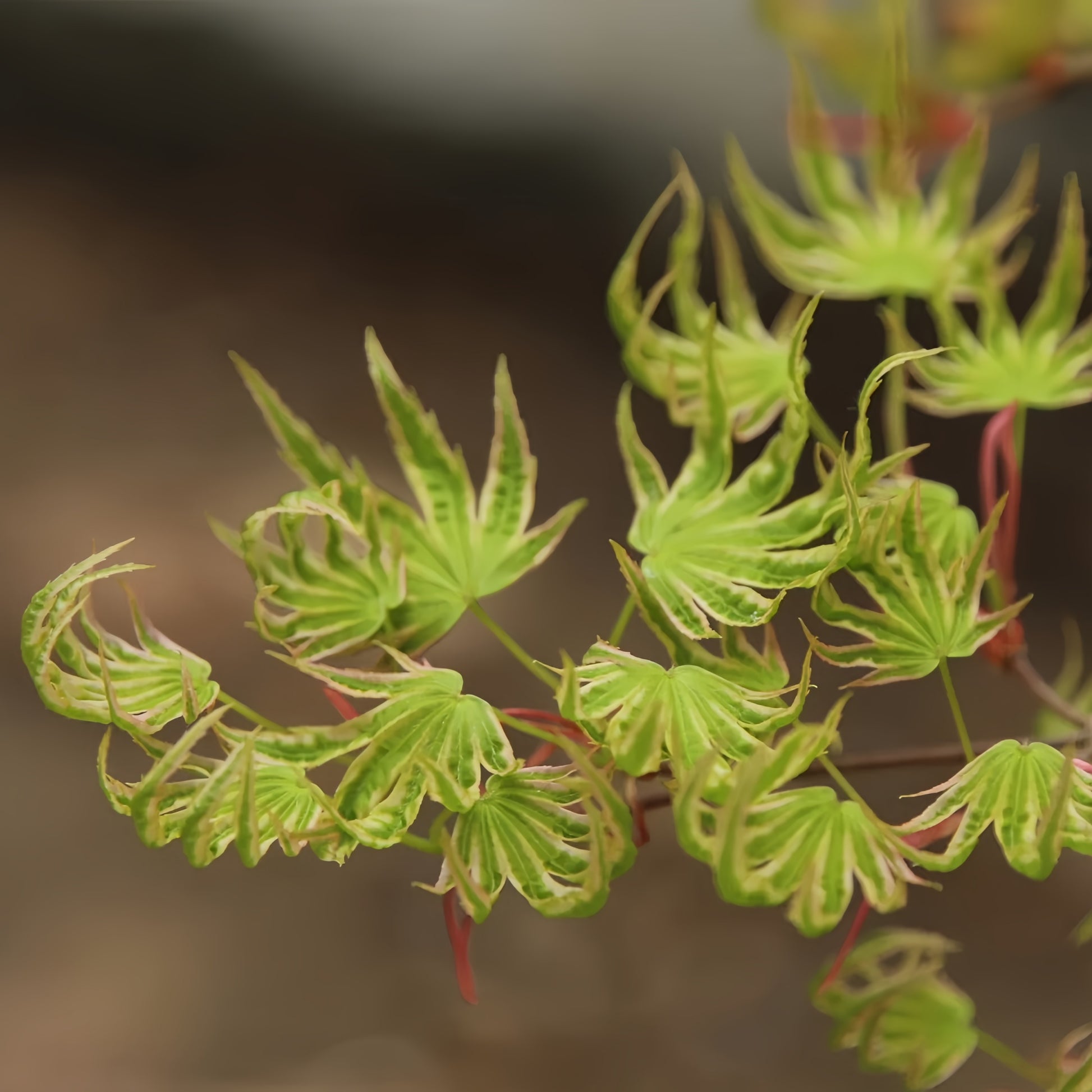 Ri Li Mountain Japanese Maple