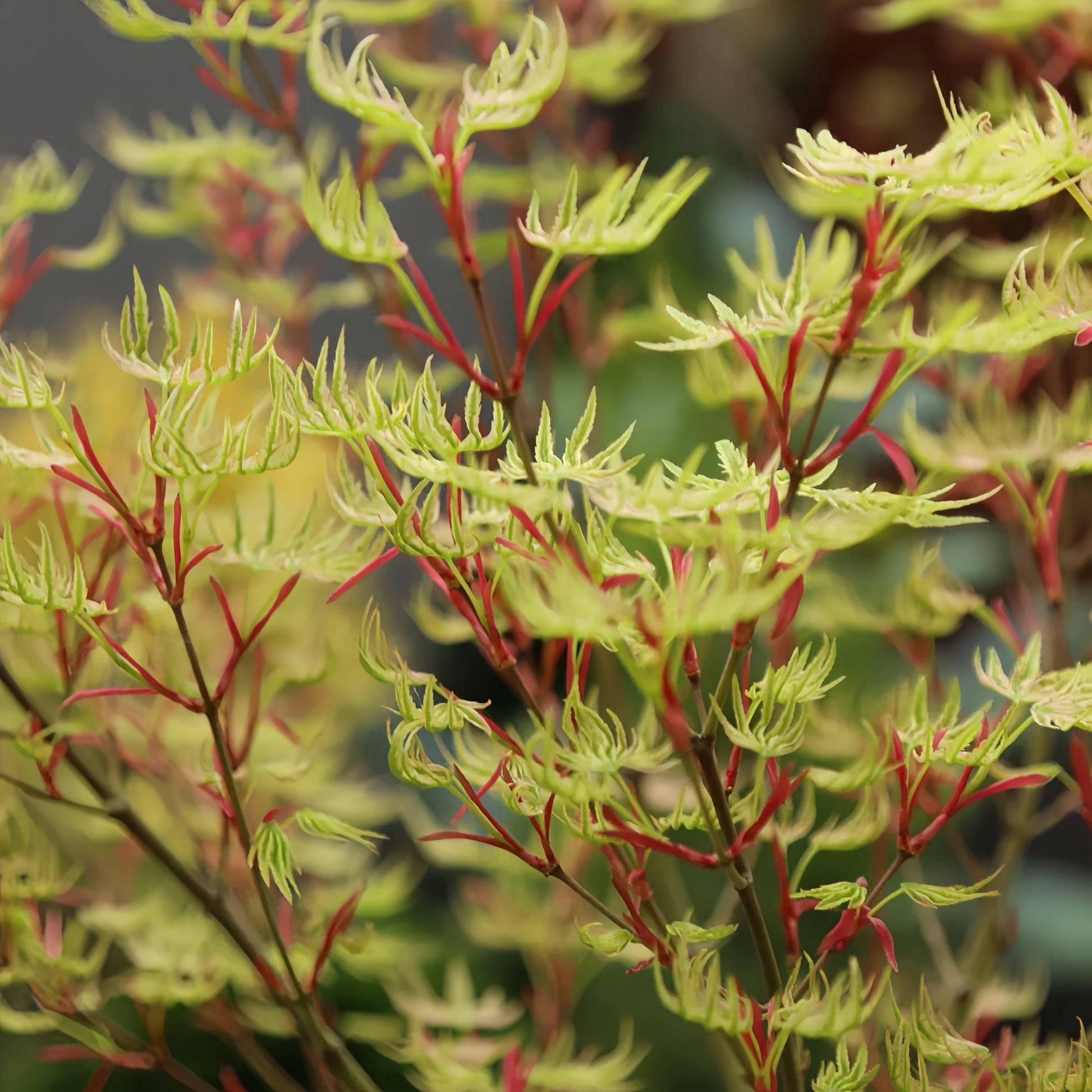 Ri Li Mountain Japanese Maple