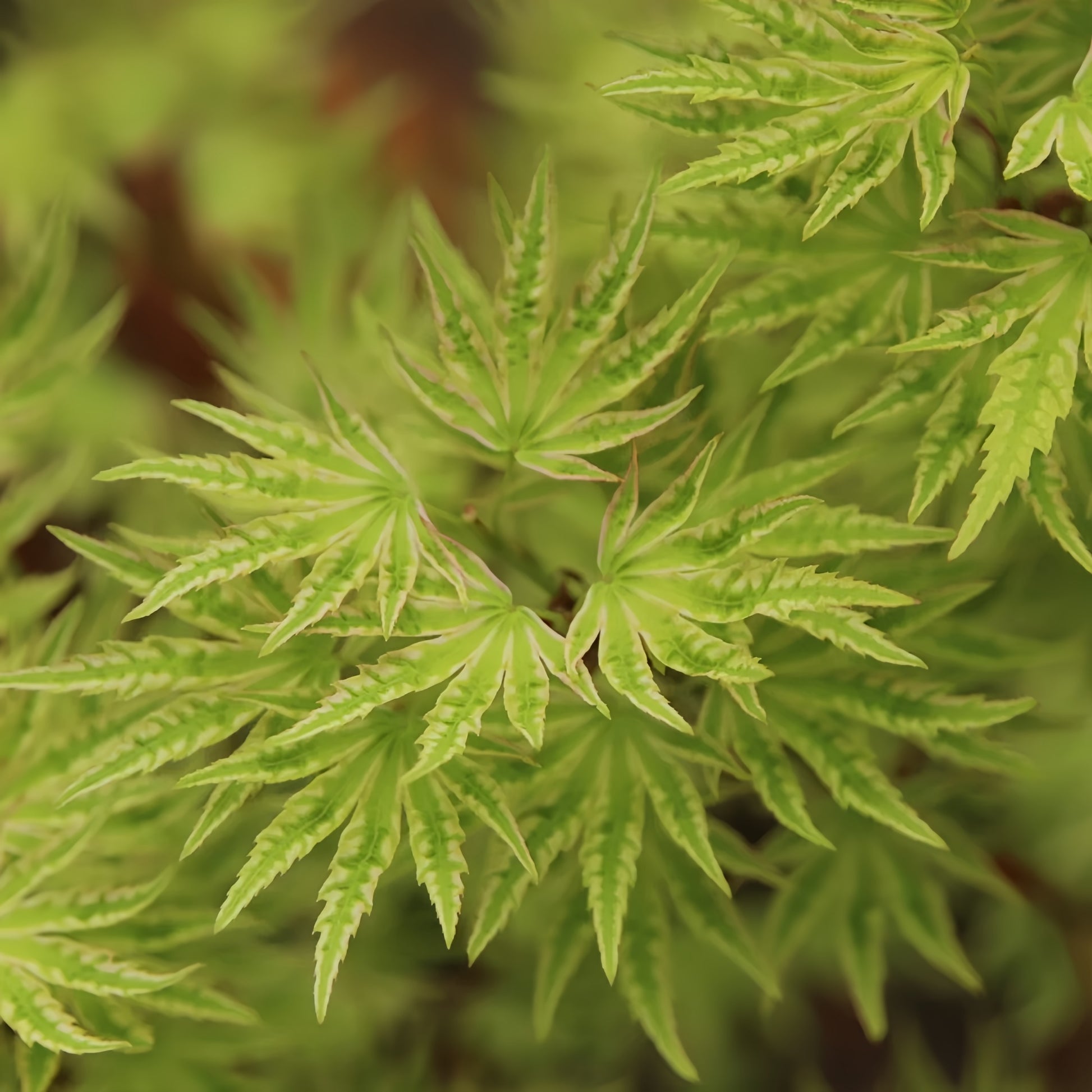 Ri Li Mountain Japanese Maple