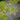 Ri Li Mountain Japanese Maple compact maple ideal for patios and bonsai