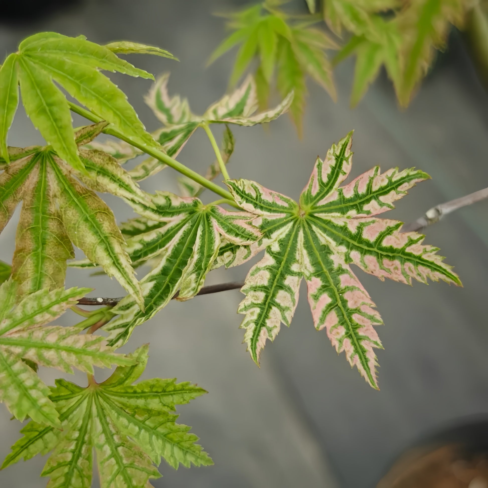 Ri Li Mountain Japanese Maple
