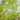 Ri Li Mountain Japanese Maple Japanese Maple with seasonal foliage color