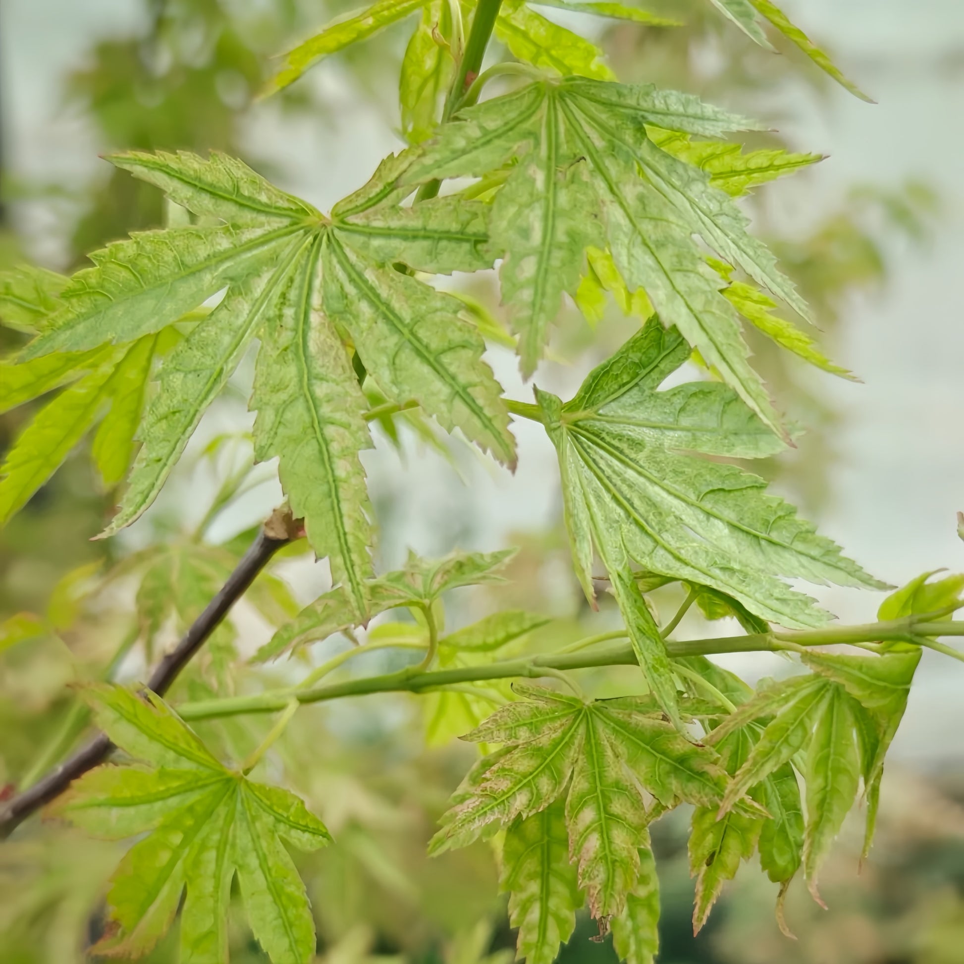 Ri Li Mountain Japanese Maple
