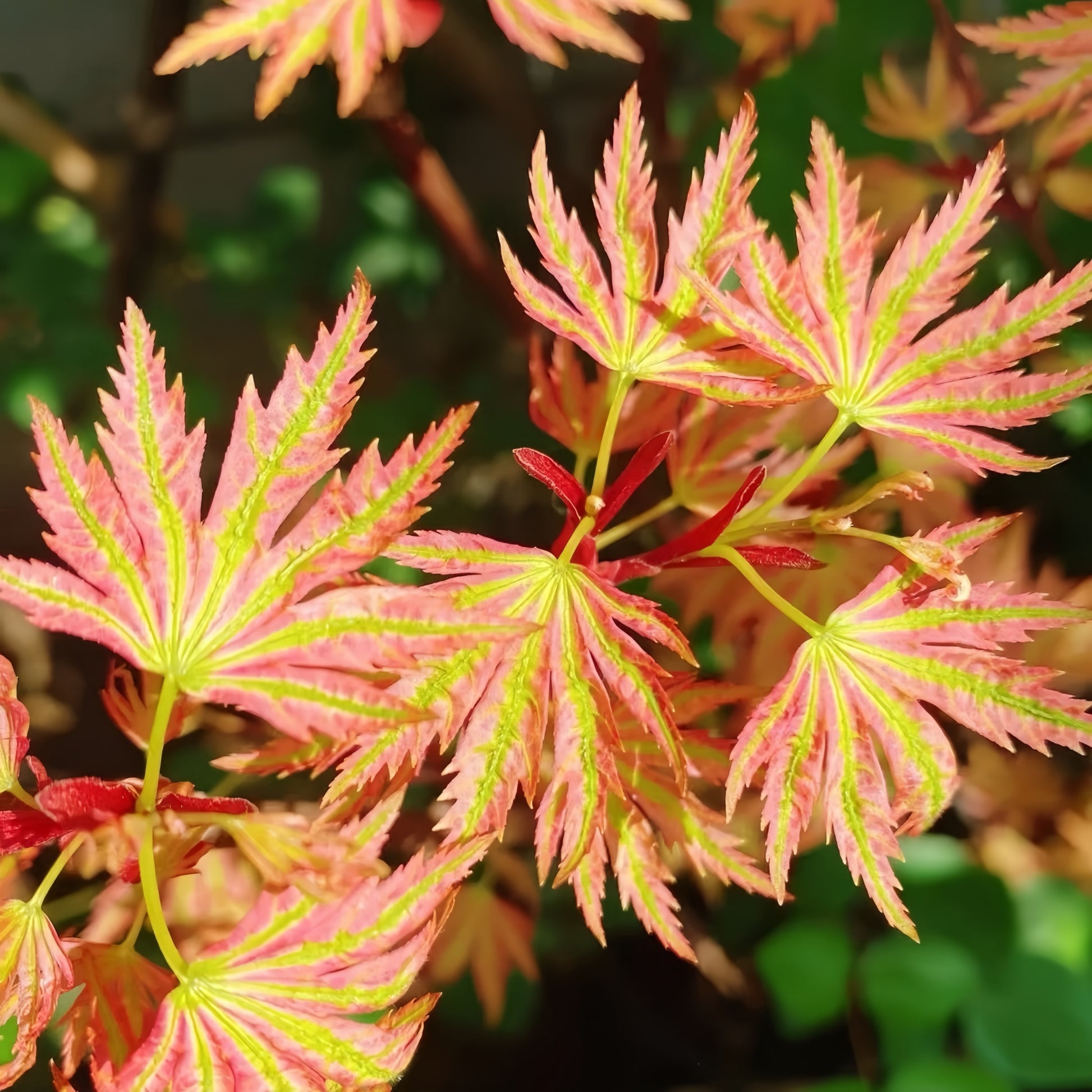 Ri Li Mountain Japanese Maple