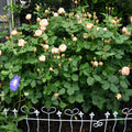 Roald Dahl Rose