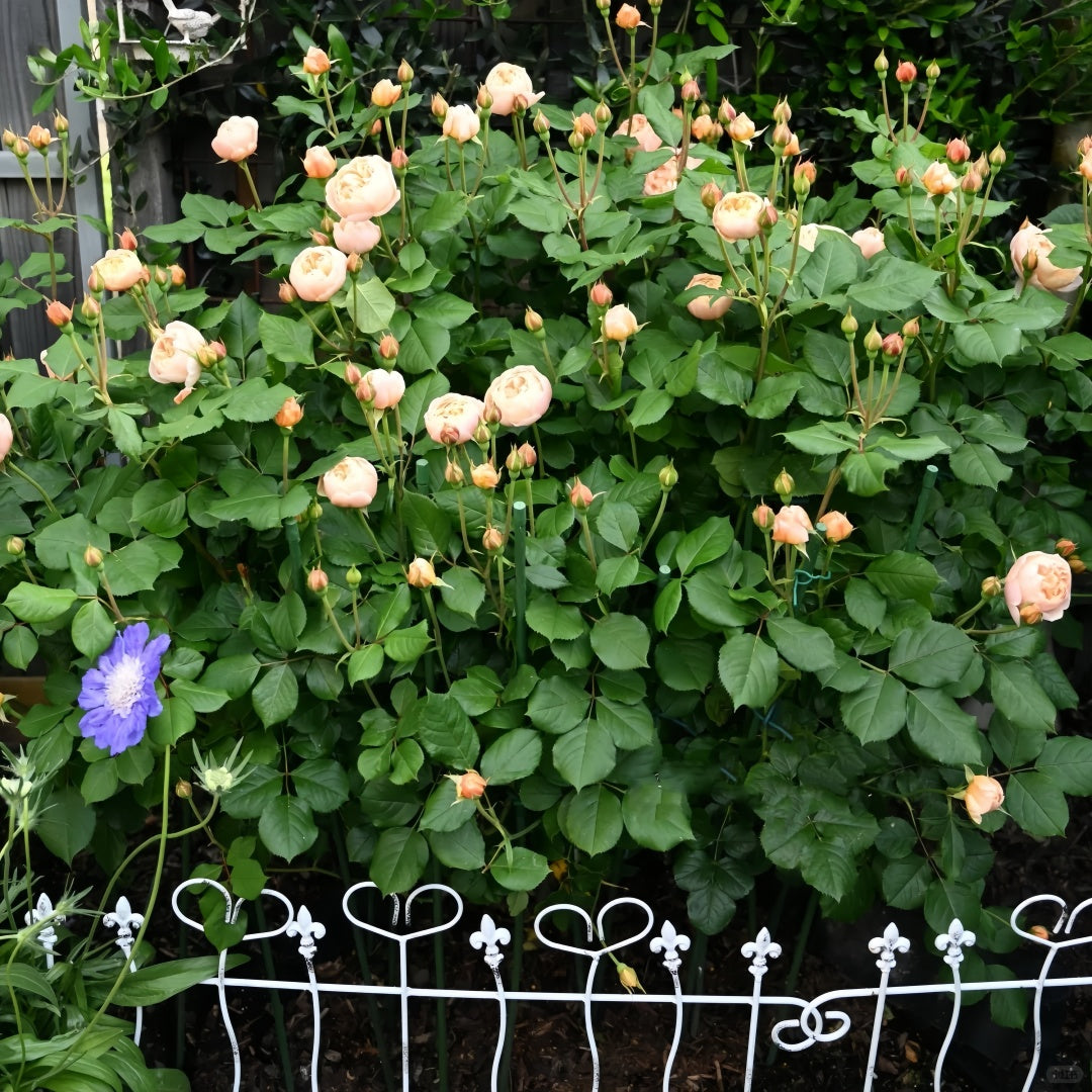 Roald Dahl Rose