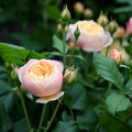 Roald Dahl Rose