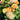 Roald Dahl Rose Plant garden rose with elegant blooms