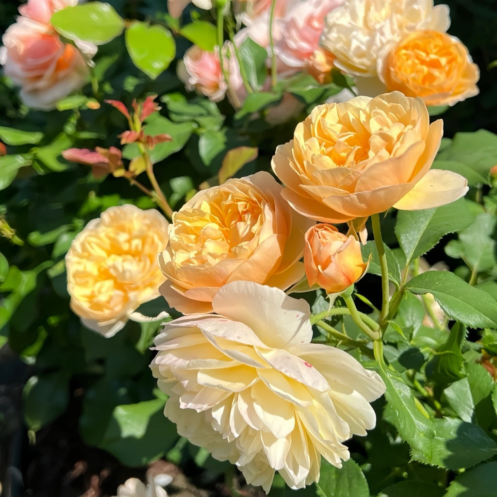 Roald Dahl Rose
