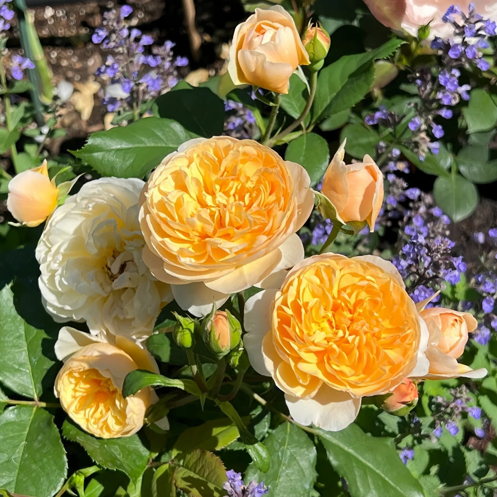 Roald Dahl Rose
