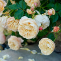Roald Dahl Rose
