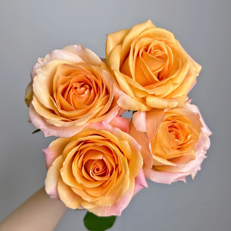Romantica Vuvuzela Rose