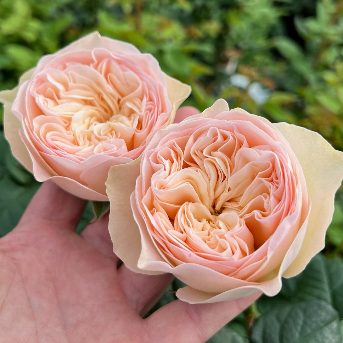 Royal Romance Rose