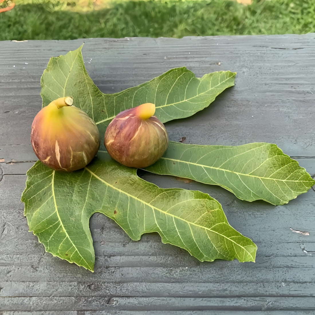 Rubado Fig Tree bearing gray-skinned figs with rich red interior.