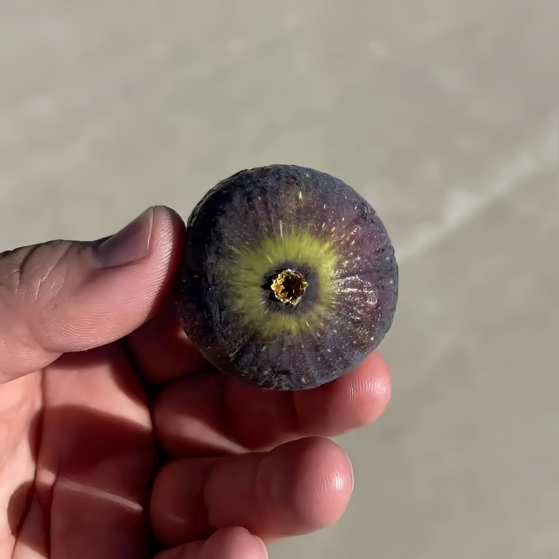 Rubado Fig Tree bearing gray-skinned figs with rich red interior.