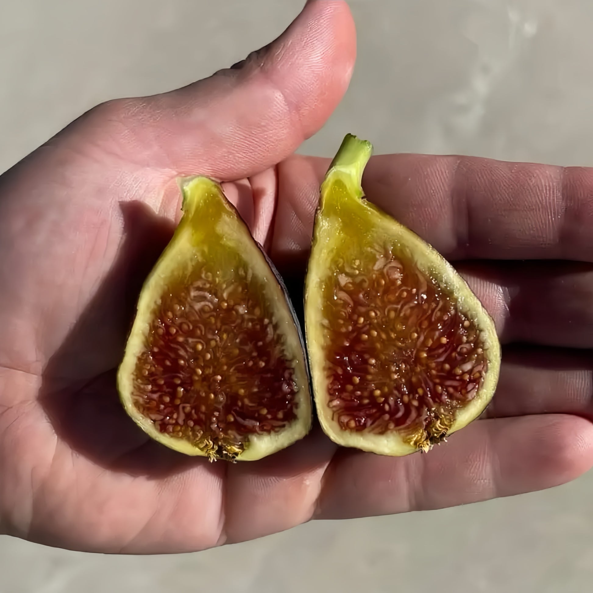 Rubado Fig Tree bearing gray-skinned figs with rich red interior.