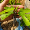 Rubado Fig Tree bearing gray-skinned figs with rich red interior.