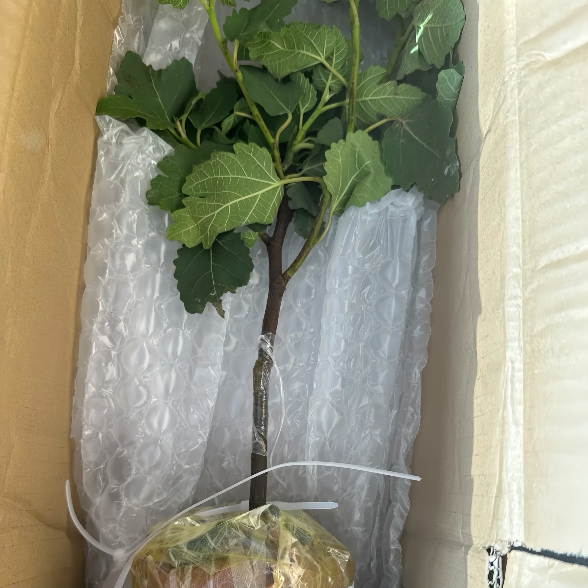 Rubado Fig Tree bearing gray-skinned figs with rich red interior.