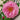 Saint Honore Rose garden rose with elegant blooms