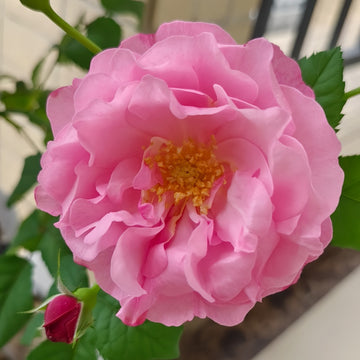 Saint Honore Rose