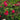 Salma Es-Saïd Rose close-up of densely petaled flower