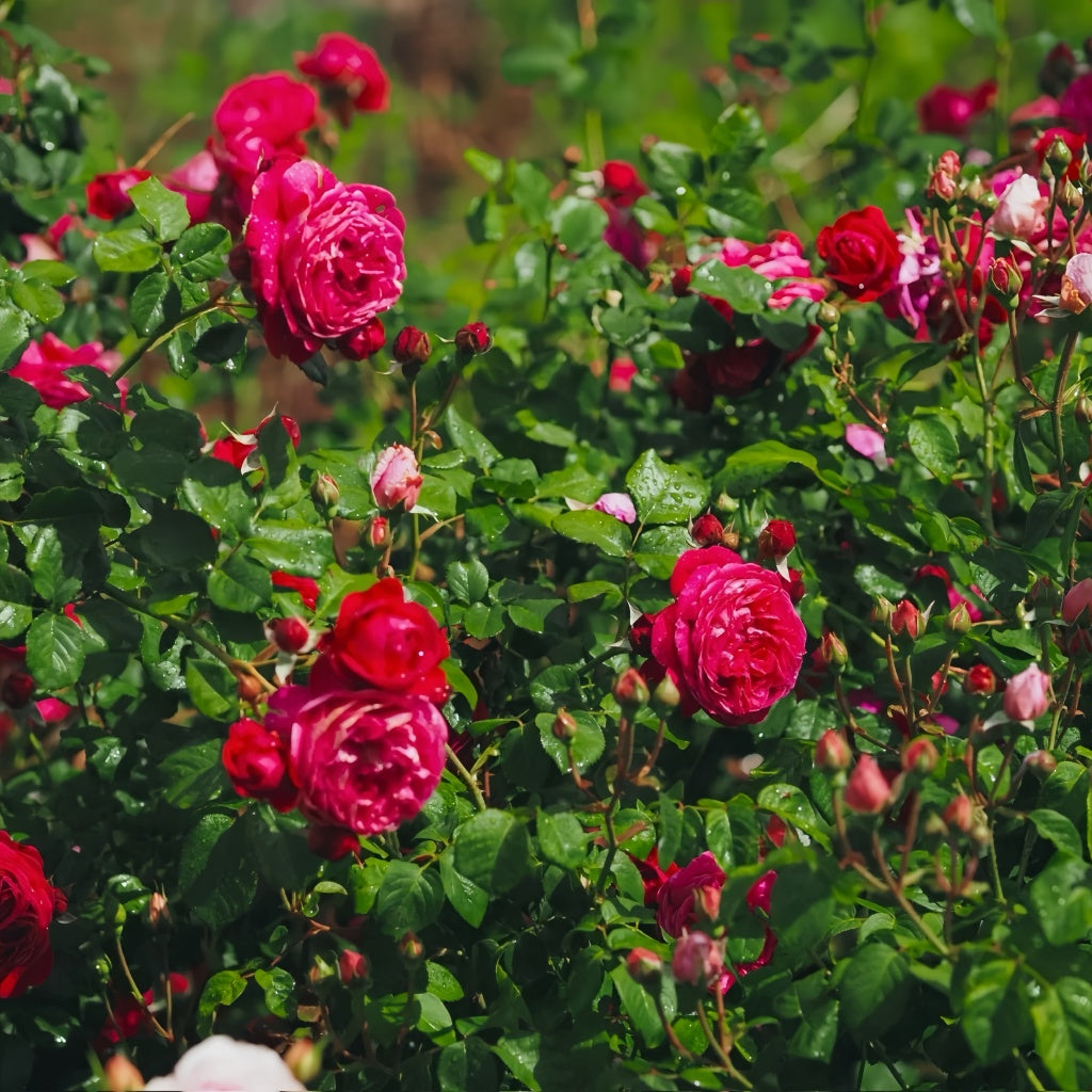 Salma Es-Saïd Rose – Elegant Garden Rose – Fast-growing-Plant