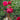 Salma Es-Saïd Rose shrub rose flowering in a sunny border