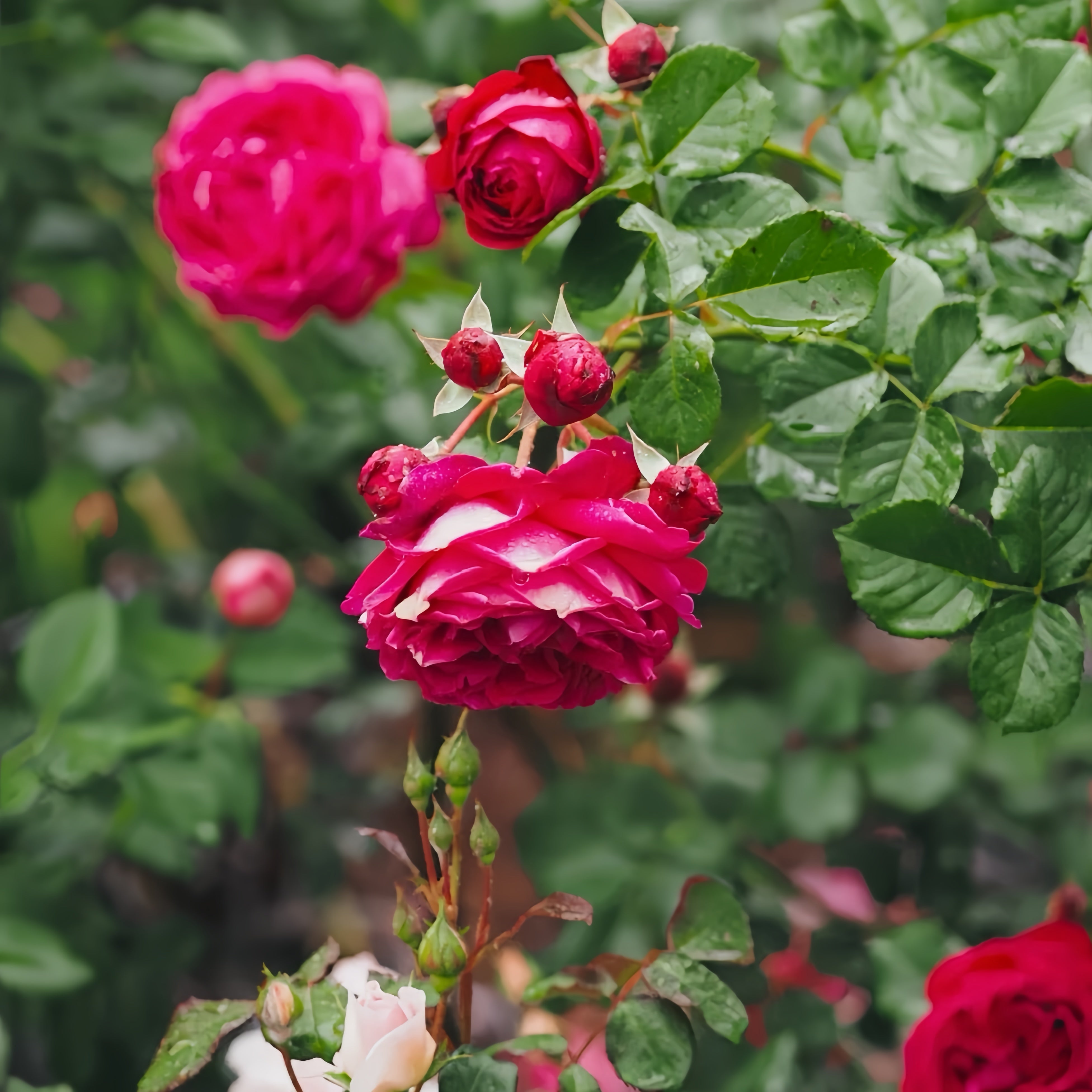 Salma Es-Saïd Rose – Elegant Garden Rose – Fast-growing-Plant