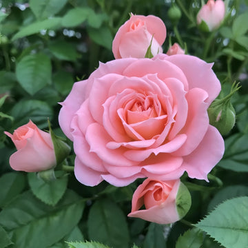 Salmon Terrazza Rose