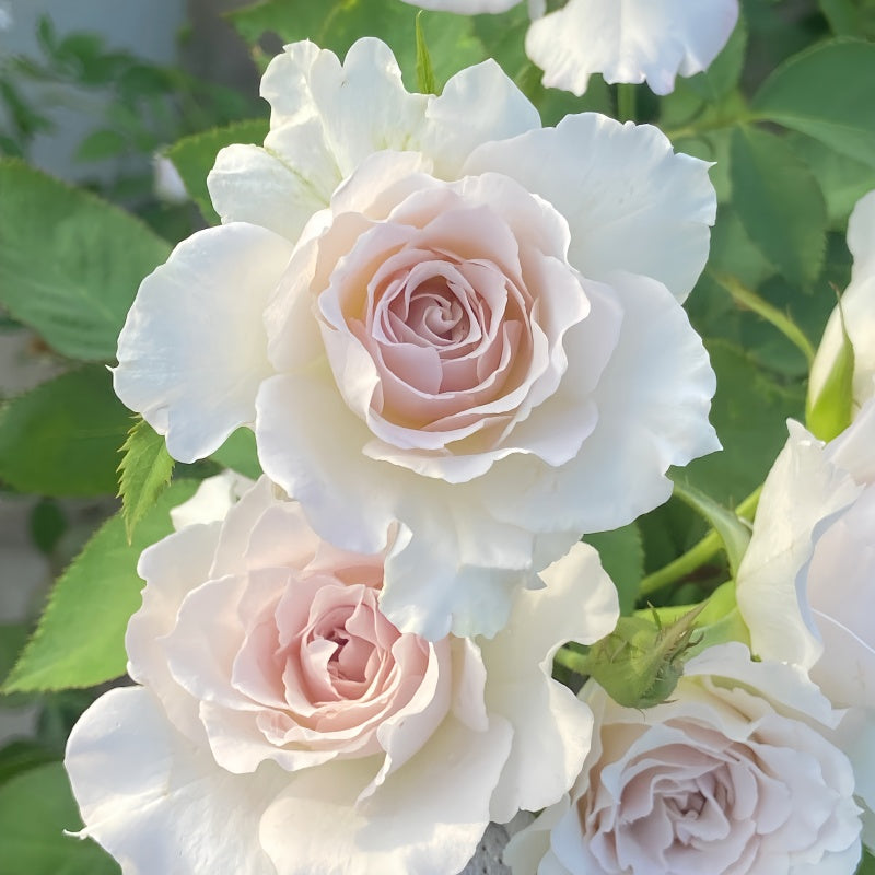 Saphiret Rose