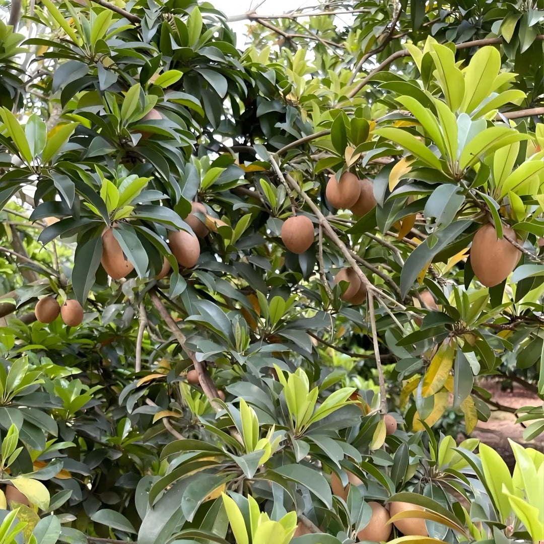 Sapodilla Tree