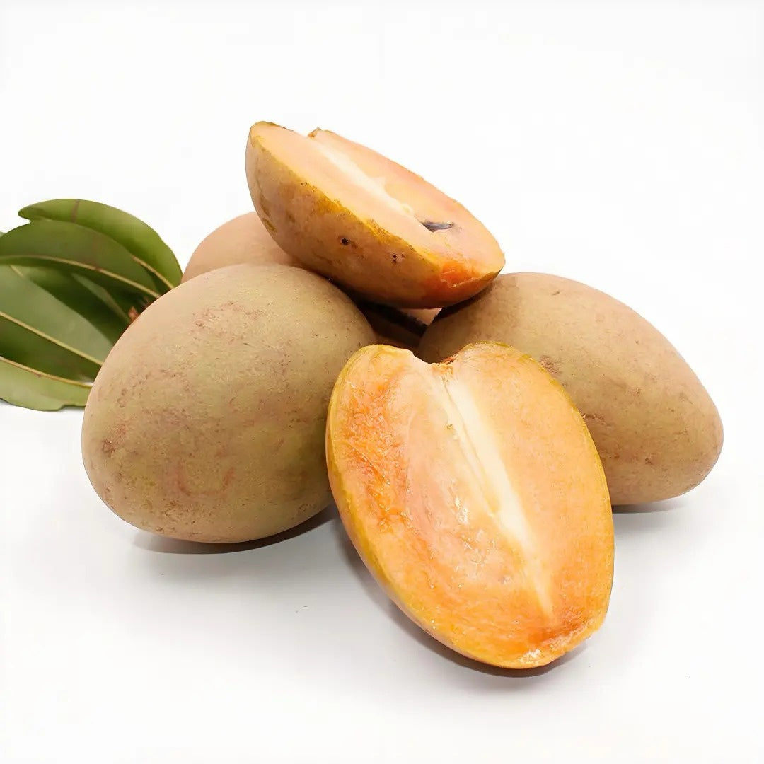 Sapodilla Tree