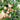 Sapodilla Tree ornamental plant in garden
